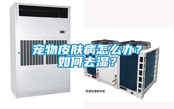 宠物皮肤病怎么办？如何去湿？