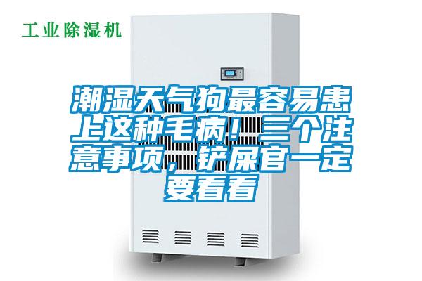 潮湿天气狗最容易患上这种毛病！三个注意事项，铲屎官一定要看看