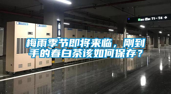梅雨季节即将来临，刚到手的春白茶该如何保存？