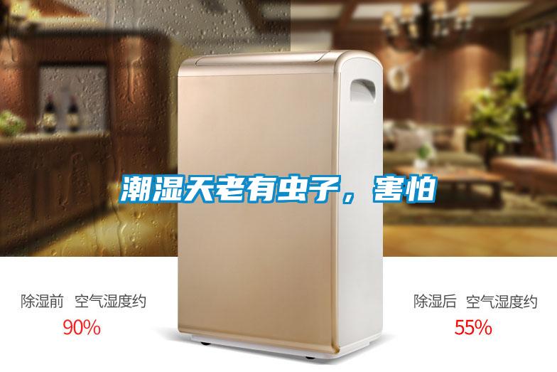 潮湿天老有虫子，害怕