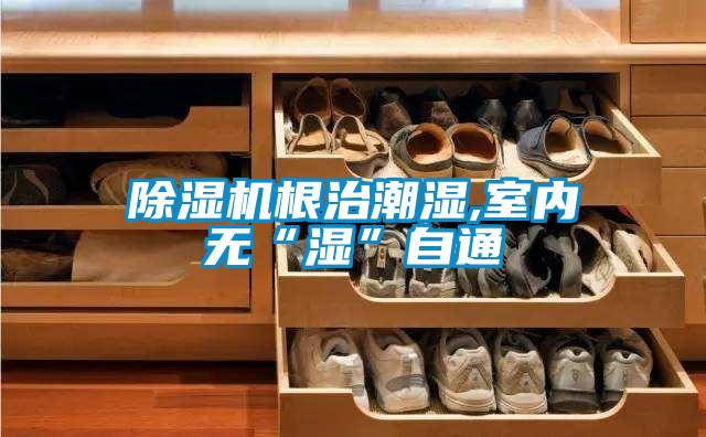 好色先生污污版根治潮湿,室内无“湿”自通