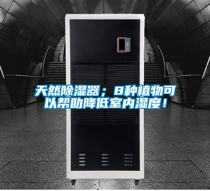 天然除湿器；8种植物可以帮助降低室内湿度！