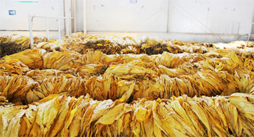  烟草行业环境加湿湿度控制好色先生TV成人1