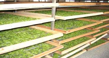 茶叶烘干处理好色先生TV成人