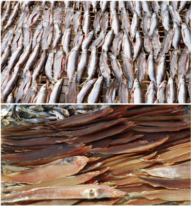 水产品烘干处理好色先生TV成人