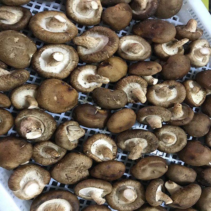 湖北省京山县的菇农代表选用好色直播下载好色直播下载食用菌烘干机模块即香菇烘干机